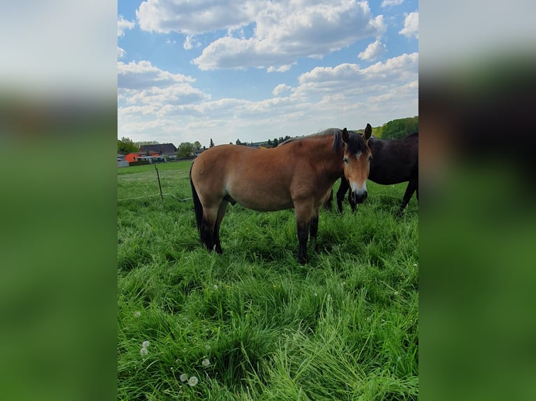 Other Warmbloods Mix Gelding 11 years 15,3 hh Brown in Coswig (Anhalt)