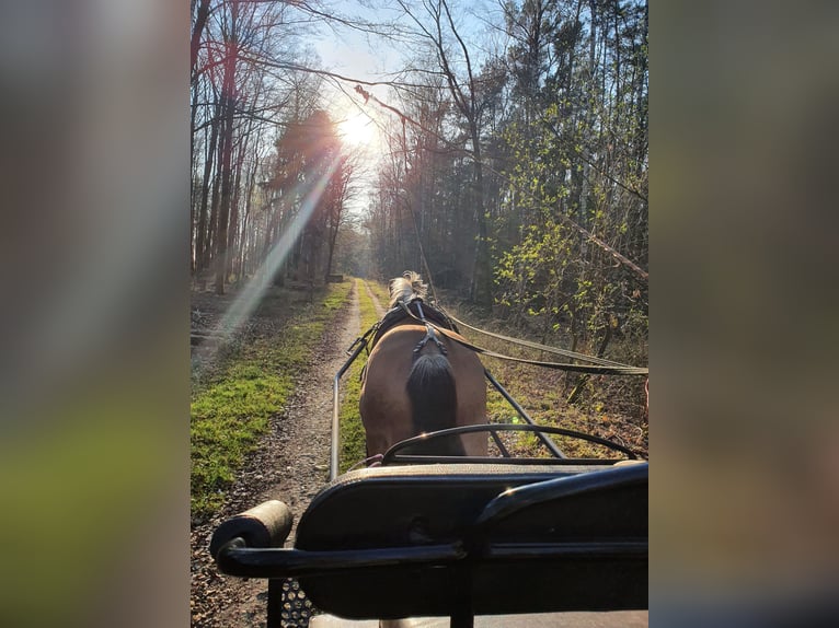 Other Warmbloods Mix Gelding 11 years 15,3 hh Brown in Coswig (Anhalt)