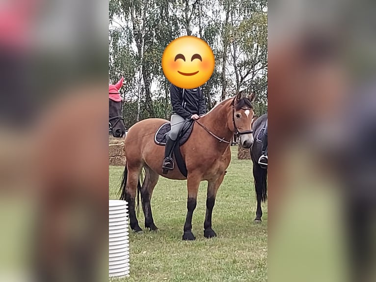 Other Warmbloods Mix Gelding 11 years 15,3 hh Brown in Coswig (Anhalt)