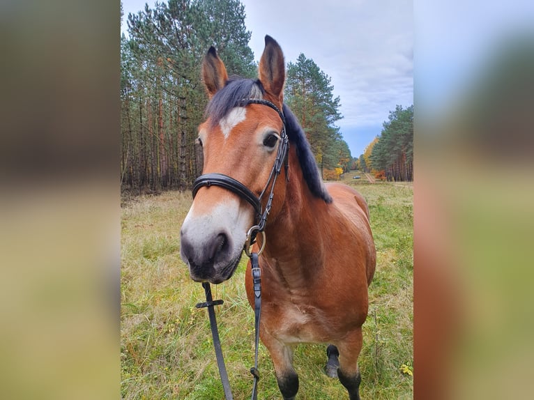 Other Warmbloods Mix Gelding 11 years 15,3 hh Brown in Coswig (Anhalt)