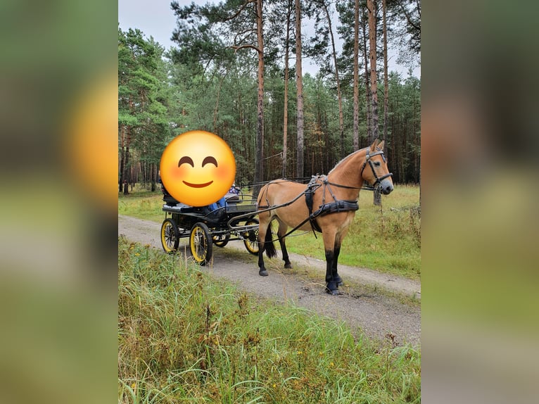 Other Warmbloods Mix Gelding 11 years 15,3 hh Brown in Coswig (Anhalt)