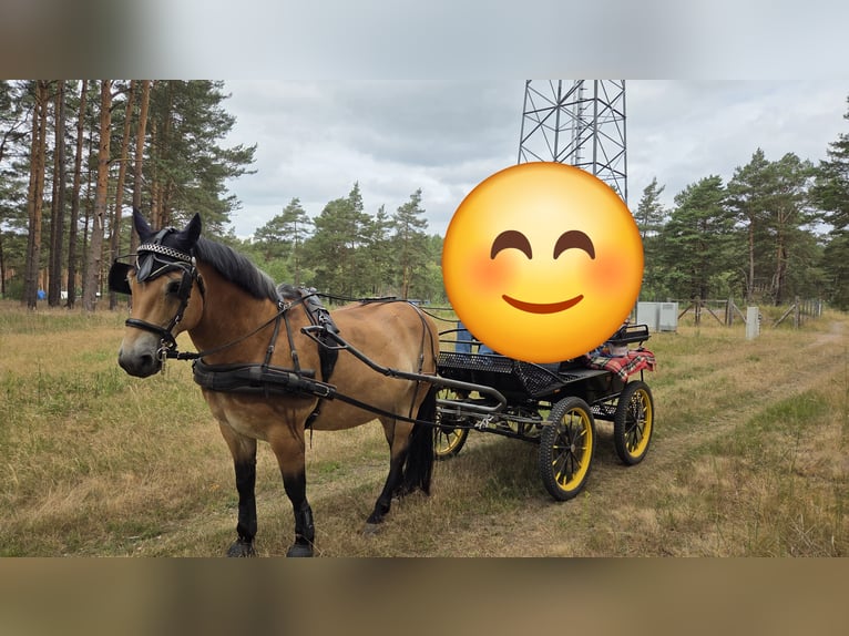 Other Warmbloods Mix Gelding 11 years 15,3 hh Brown in Coswig (Anhalt)