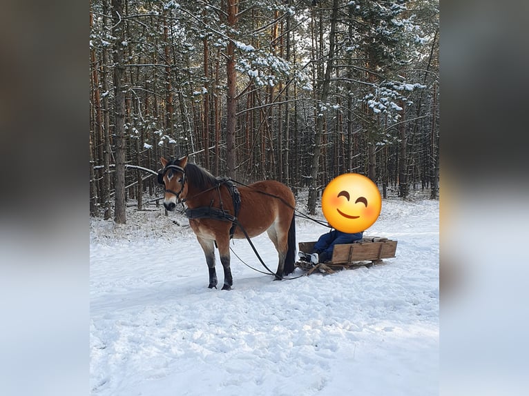 Other Warmbloods Mix Gelding 11 years 15,3 hh Brown in Coswig (Anhalt)