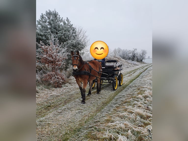 Other Warmbloods Mix Gelding 11 years 15,3 hh Brown in Coswig (Anhalt)