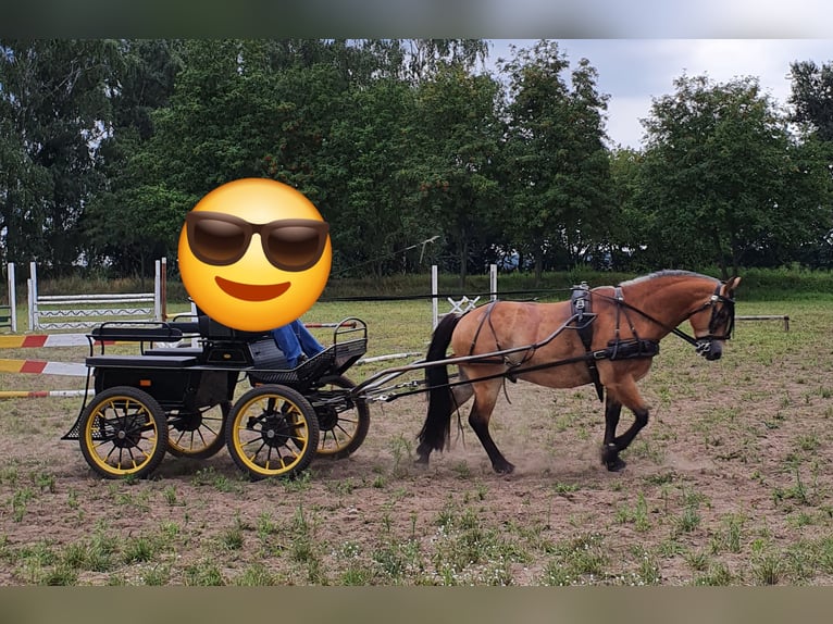 Other Warmbloods Mix Gelding 11 years 15,3 hh Brown in Coswig (Anhalt)