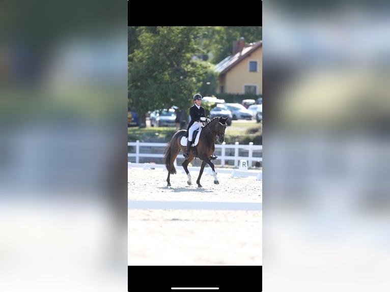 Other Warmbloods Gelding 11 years 16,1 hh Bay-Dark in kromeriz