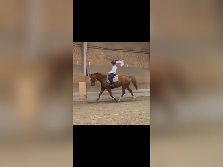 Other Warmbloods Gelding 11 years 16,1 hh Chestnut-Red in Wädenswil