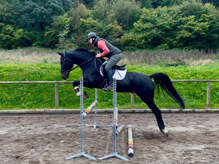 Other Warmbloods Gelding 11 years 16,1 hh Smoky-Black in Wellheim