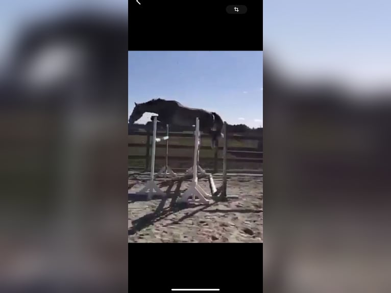 Other Warmbloods Gelding 11 years 16,2 hh Grey in Issum