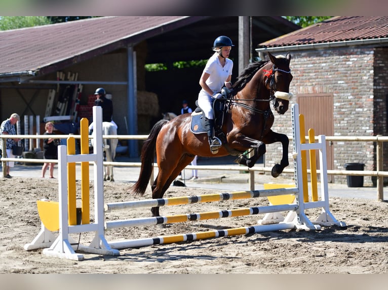 Other Warmbloods Gelding 11 years 16 hh Bay-Dark in Koekelare