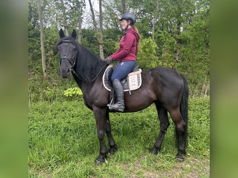 Other Warmbloods Gelding 11 years 16 hh Black in Pelmberg