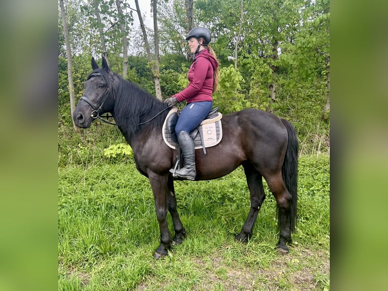 Other Warmbloods Gelding 11 years 16 hh Black in Pelmberg