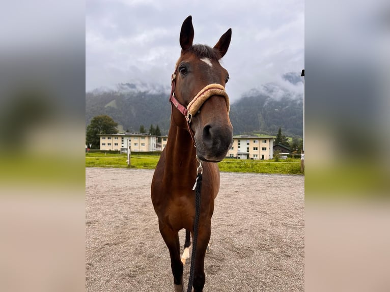 Other Warmbloods Gelding 11 years 16 hh Brown in Kitzbühel