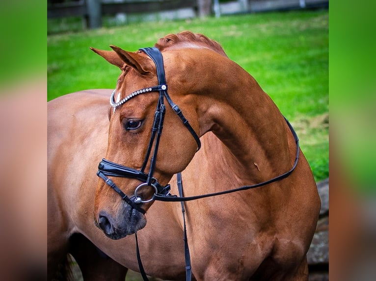 Other Warmbloods Gelding 11 years 16 hh Chestnut in Califon New Jersey
