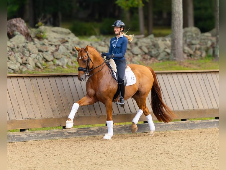 Other Warmbloods Gelding 11 years 16 hh Chestnut in Califon New Jersey