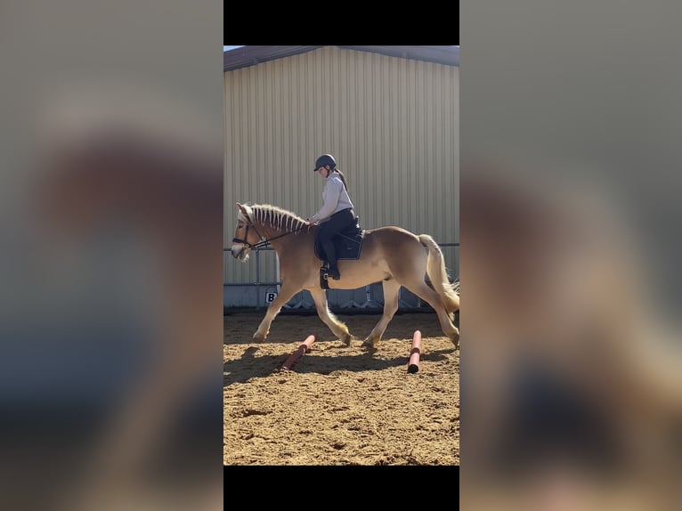 Other Warmbloods Gelding 11 years 16 hh Palomino in Kühlenthal