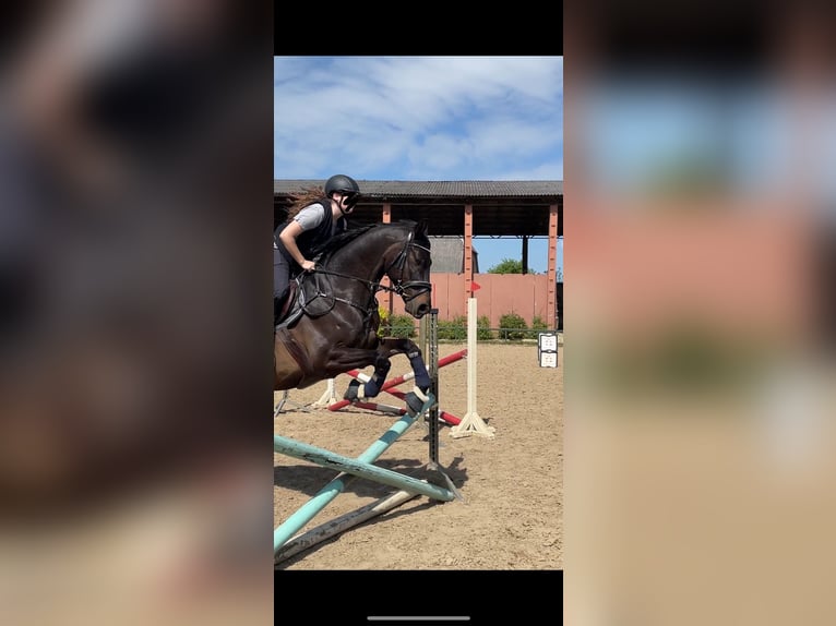 Other Warmbloods Gelding 11 years 16 hh Smoky-Black in Damm