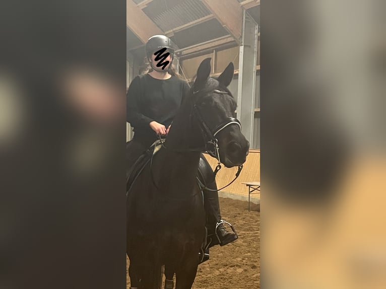 Other Warmbloods Gelding 11 years 16 hh Smoky-Black in Damm