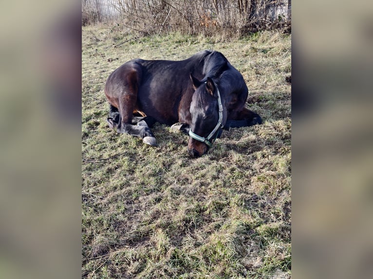 Other Warmbloods Gelding 11 years 16,2 hh Bay-Dark in Eisenstadt