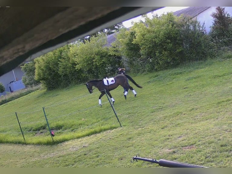 Other Warmbloods Gelding 11 years 16,2 hh Bay-Dark in Eisenstadt