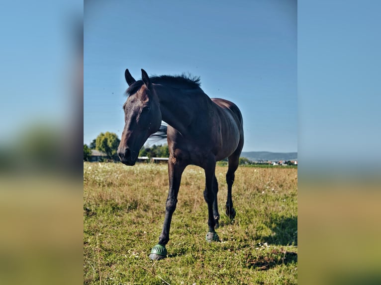 Other Warmbloods Gelding 11 years 16,2 hh Bay-Dark in Eisenstadt