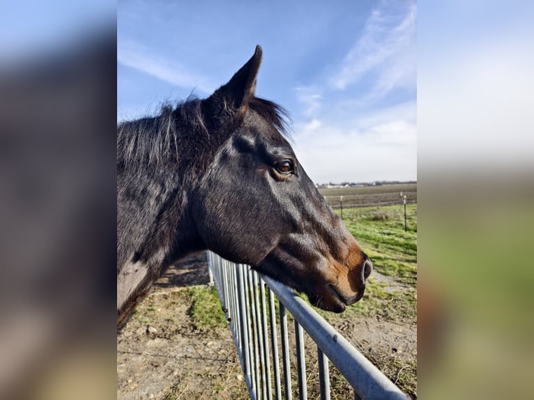 Other Warmbloods Gelding 11 years 16,2 hh Bay-Dark in Eisenstadt