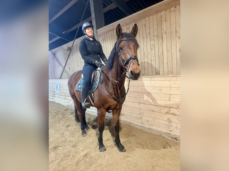 Other Warmbloods Gelding 11 years 16,2 hh Brown in Pelmberg