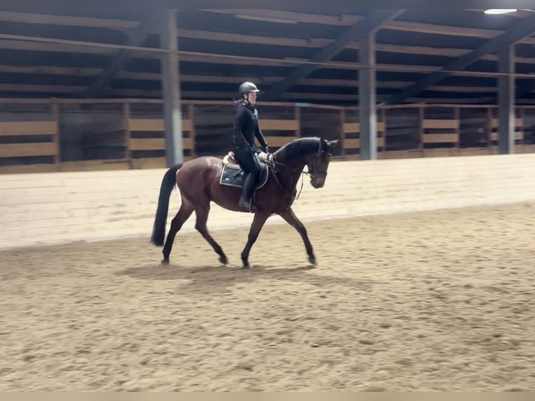 Other Warmbloods Gelding 11 years 16,2 hh Brown in Pelmberg