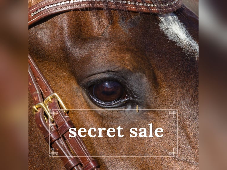 Other Warmbloods Gelding 11 years 16,2 hh Brown in Suhlendorf