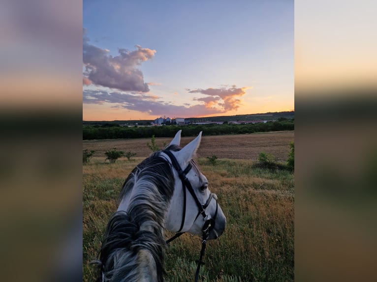 Other Warmbloods Gelding 11 years 16,3 hh Grey in Minderhout (Hoogstraten)