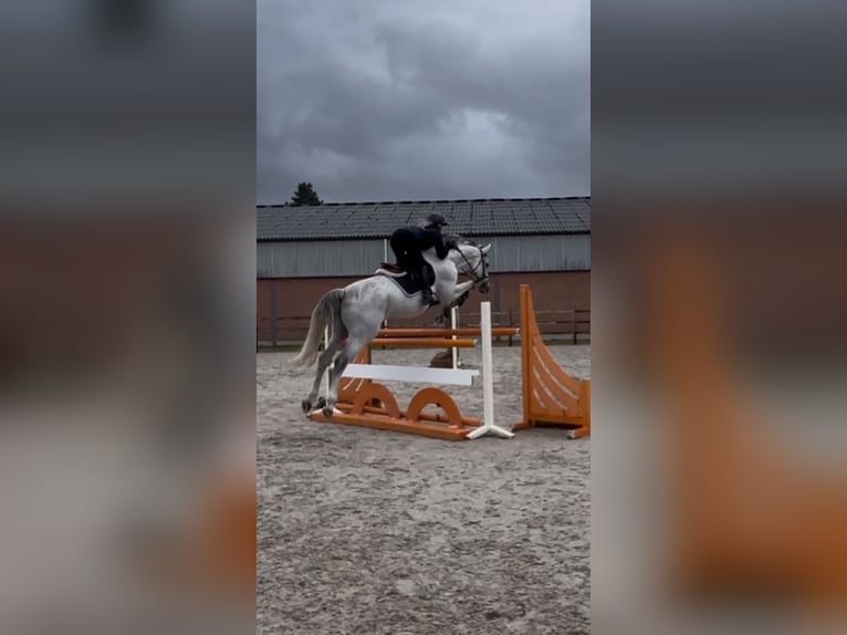 Other Warmbloods Gelding 11 years 16,3 hh Grey in Minderhout (Hoogstraten) Other Warmbloods Gelding 11 years 16,3 hh Grey in Minderhout (Hoogstraten)