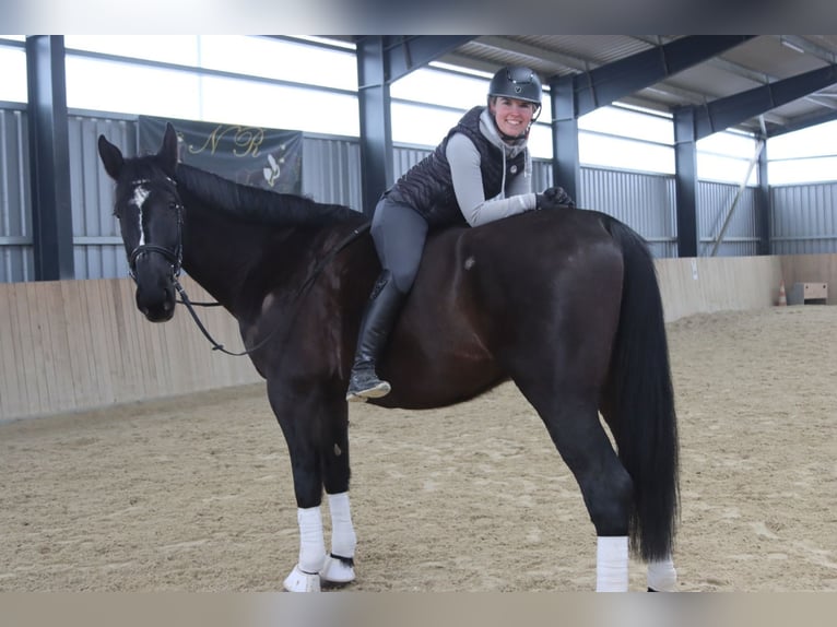 Other Warmbloods Gelding 11 years 17,1 hh Black in Götzendorf an der Leitha