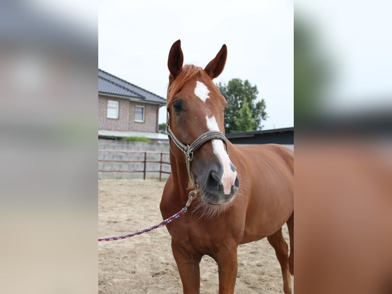 Other Warmbloods Gelding 11 years 17,1 hh Chestnut-Red in Molbergen