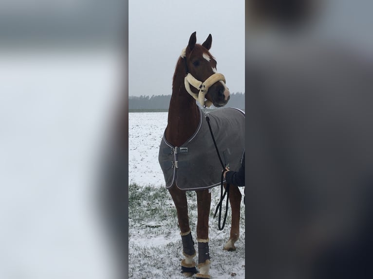 Other Warmbloods Gelding 11 years 17,1 hh Chestnut-Red in Molbergen