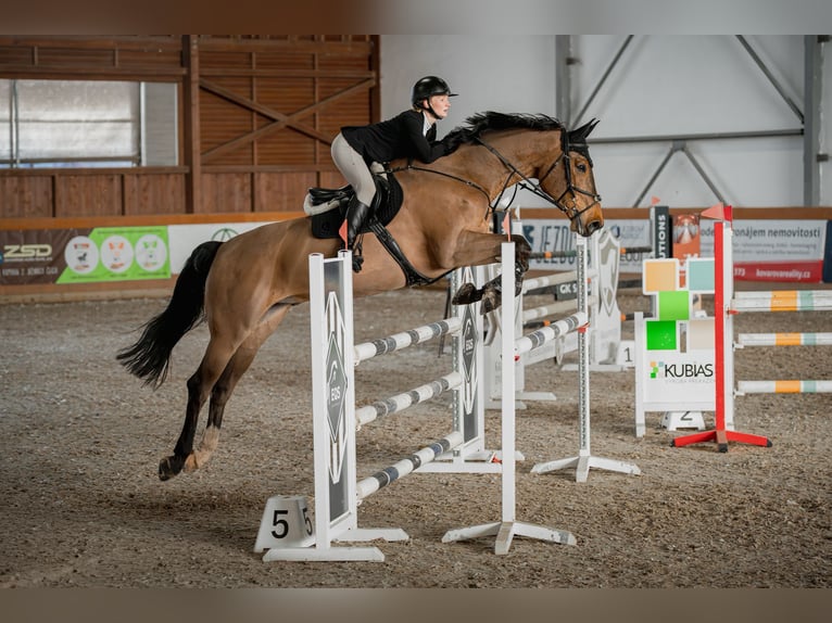 Other Warmbloods Gelding 11 years 17,2 hh Brown in Krabcice