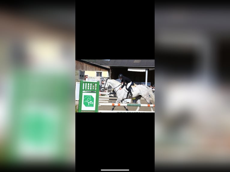 Other Warmbloods Gelding 11 years 18 hh Grey in Kalsdorf Bei Graz