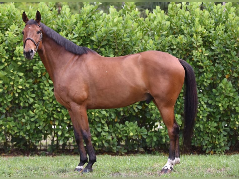 Other Warmbloods Gelding 11 years Bay in Loxahatcheee FL