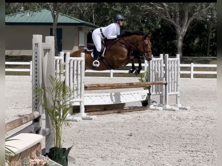 Other Warmbloods Gelding 11 years Bay in Loxahatcheee FL