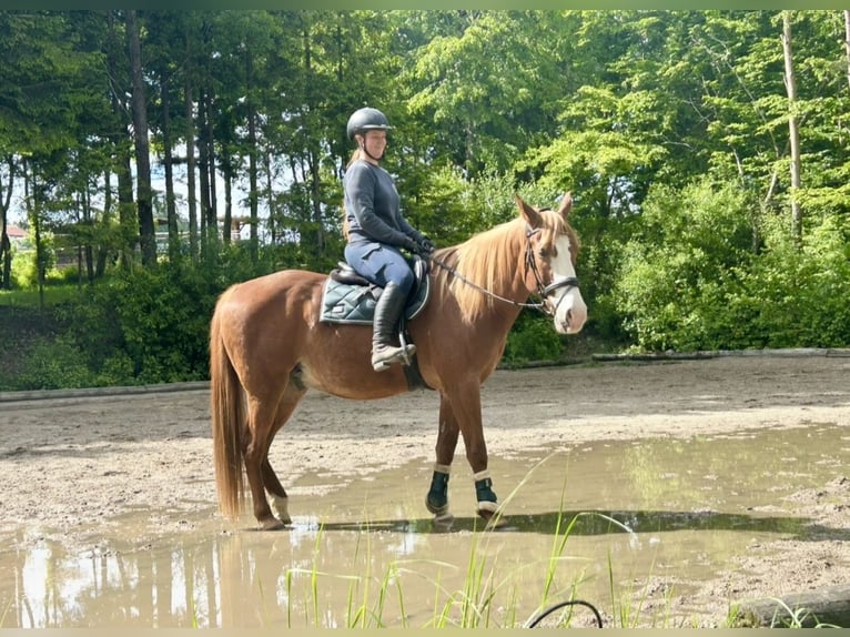 Other Warmbloods Gelding 11 years Chestnut-Red in Pelmberg