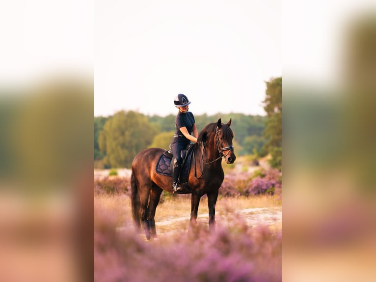 Other Warmbloods Gelding 12 years 14,1 hh Bay-Dark in Blaricum