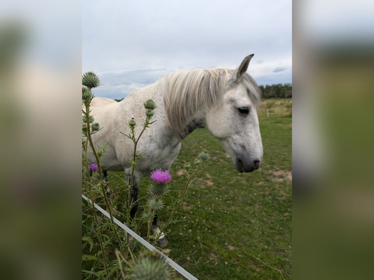 Other Warmbloods Gelding 12 years 15.1 hh Grey-Dark-Tan in Bruchköbel