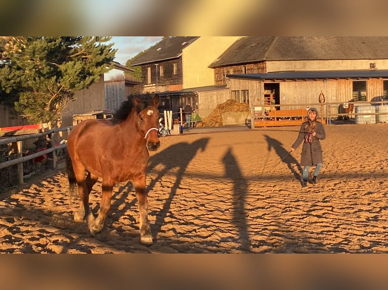Other Warmbloods Gelding 12 years 15.2 hh Brown in Kupferzell