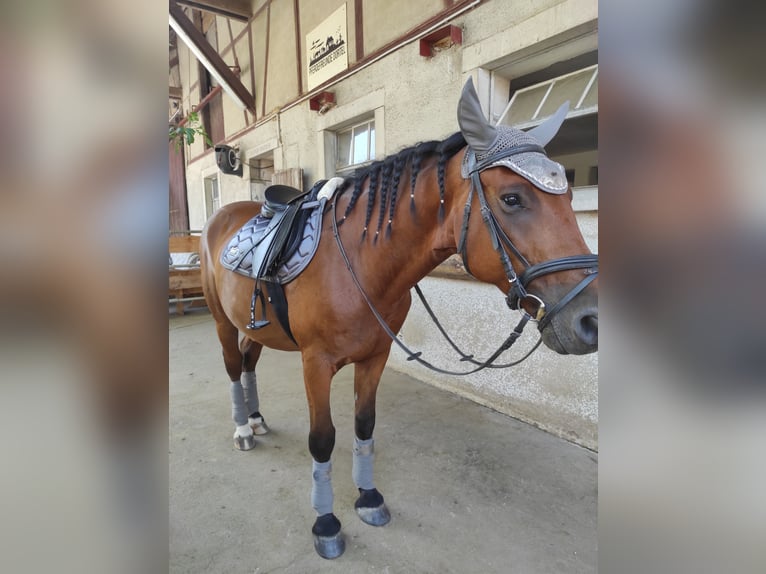 Other Warmbloods Gelding 12 years 15.2 hh Brown in Kupferzell