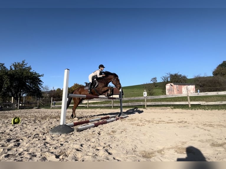 Other Warmbloods Gelding 12 years 15.2 hh Brown in Kupferzell