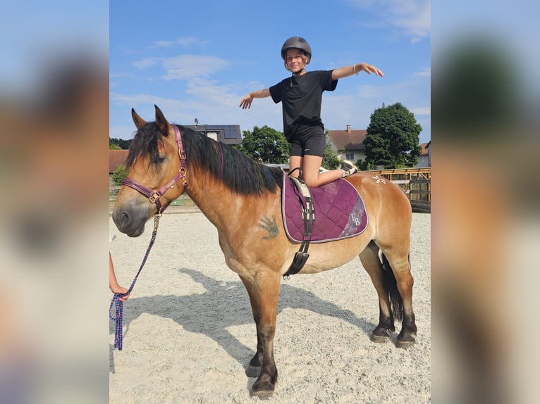 Other Warmbloods Mix Gelding 12 years 15,1 hh Brown in Kressbronn am Bodensee