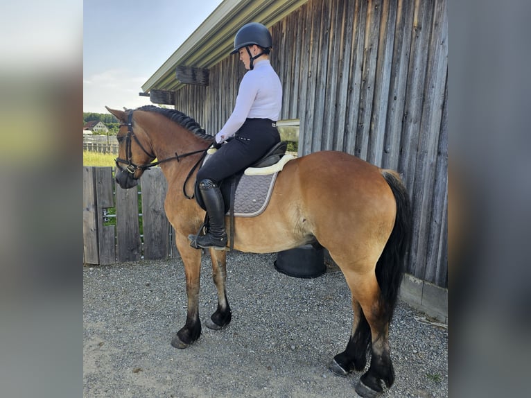 Other Warmbloods Mix Gelding 12 years 15,1 hh Brown in Kressbronn am Bodensee