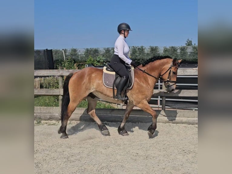 Other Warmbloods Mix Gelding 12 years 15,1 hh Brown in Kressbronn am Bodensee