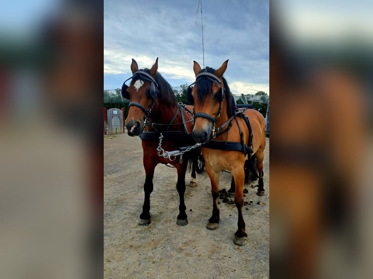 Other Warmbloods Mix Gelding 12 years 15,1 hh Brown in Kressbronn am Bodensee