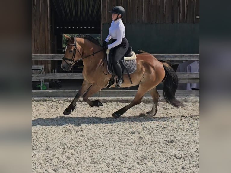 Other Warmbloods Mix Gelding 12 years 15,1 hh Brown in Kressbronn am Bodensee