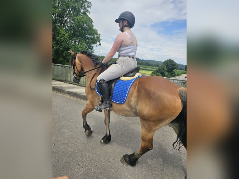 Other Warmbloods Mix Gelding 12 years 15,1 hh Brown in Kressbronn am Bodensee